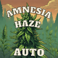 Liligrow - Auto Amnesia Haze  (2 euros) - amnesia1