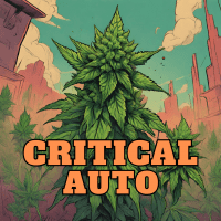 Liligrow - Auto Amnesia Haze (2 euros) - critical