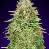 Critical Poison Fast (00 Seeds) 5 un.