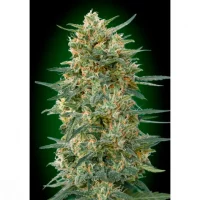 Gorilla Fast 5un. (00 Seeds)