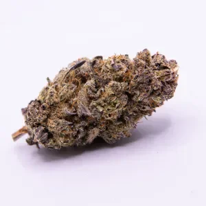 Liligrow - Lollipop Mango Kush - Lollipop 2 1