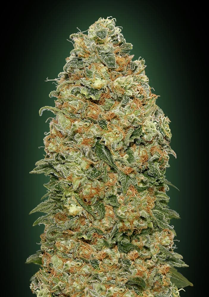 White-Widow