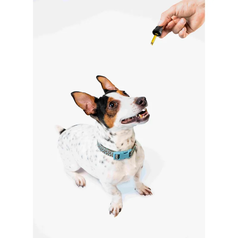 cod-liver-oil-cbd-6-10-ml1