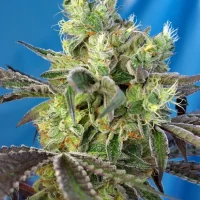 Do-Sweet-Dos (Sweet Seeds) 3+1