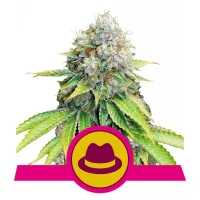 O.G. Kush (Royal Queen Seeds) 3 un.