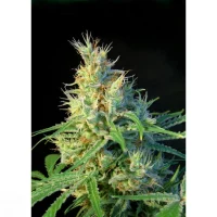 Psicodelicia (Sweet Seeds) 3+1