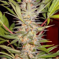 S.A.D 3+1 (Sweet Seeds)