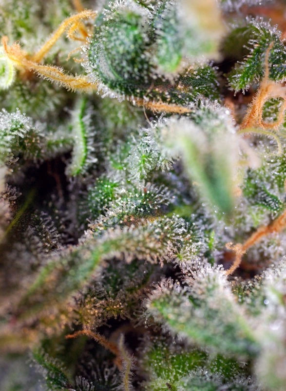 sad-sweet-afgani-delicious-s13