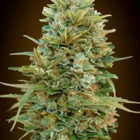 Auto Dos-Si-Dos Cookies 00 Seeds 5 un.