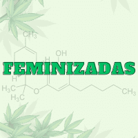 Feminizadas