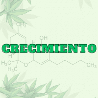 Crecimiento