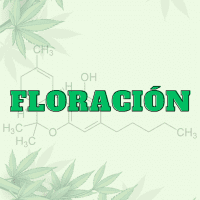 Floración