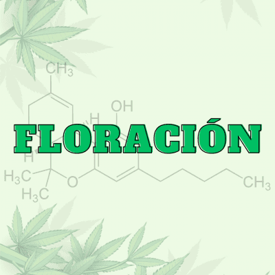 Floración