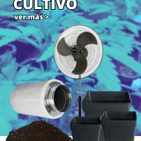 Cultivo