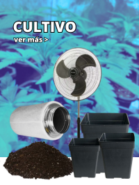 Cultivo