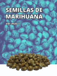 Semillas