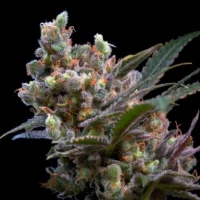 kritikal Bilbo (Genehtick)