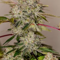 Liligrow - Sticky Dream Positronics Seeds 5un. - stickydream