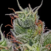 SuperCheese Auto 5un. Positronics Seeds