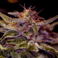 Z Valley (Positronics Seeds) 5un.