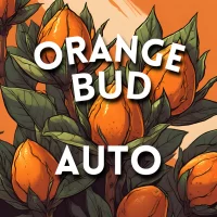 Orange Bud Auto 1un.