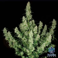 Magnum Auto 3+1 Buddha Seeds