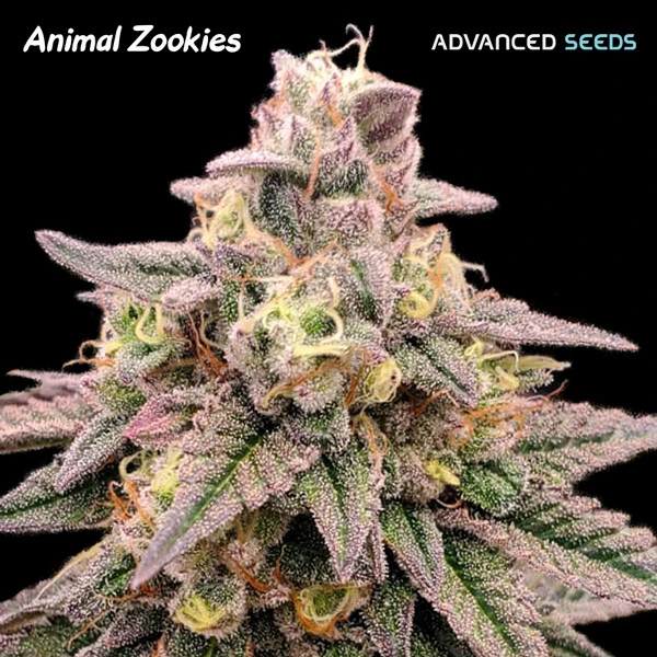 Animal-Zookies-1-u-fem-Advanced-Seeds
