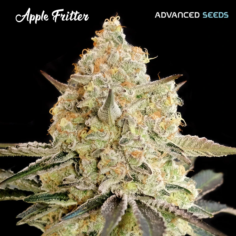 Apple-Fritter-1-u-fem-Advanced-Seeds