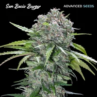 San Bacio Burger (Advanced Seeds)