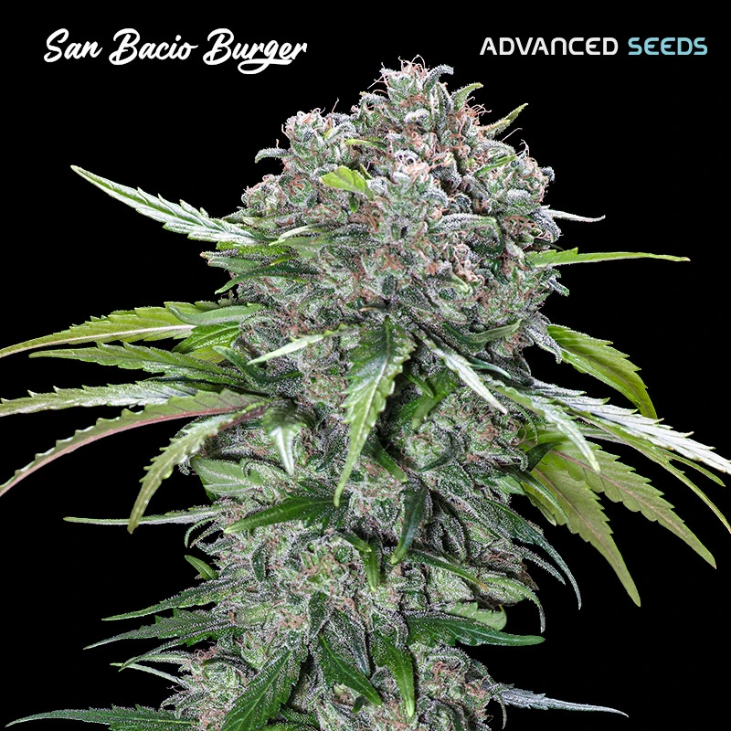 San-Bacio-Burger-1-u-fem-Advanced-Seeds