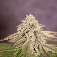 Bay Burger (Delicious Seeds)