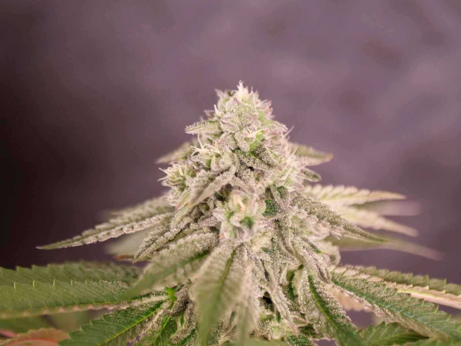 bay-burger_16174_1_20220131105238_