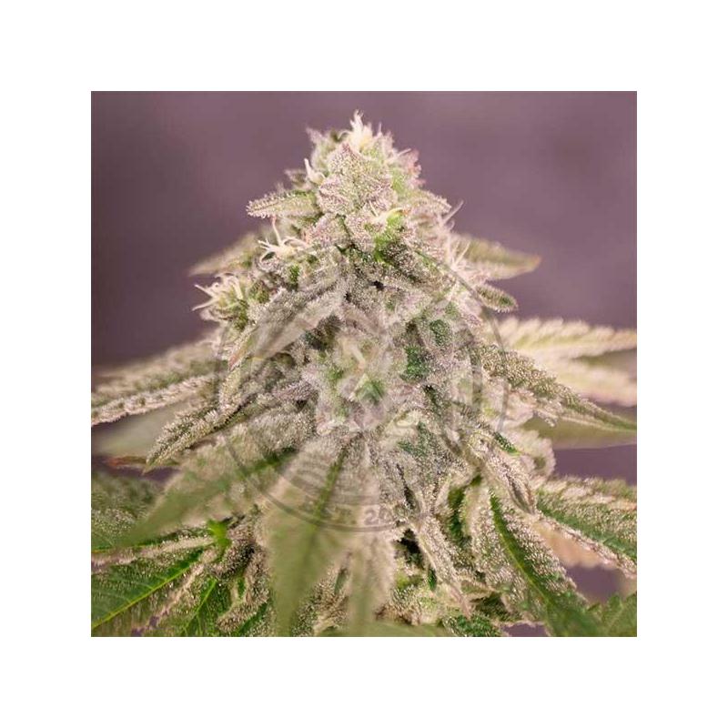 feminizadas-delicious-seeds-bay-burger-delicious-seeds