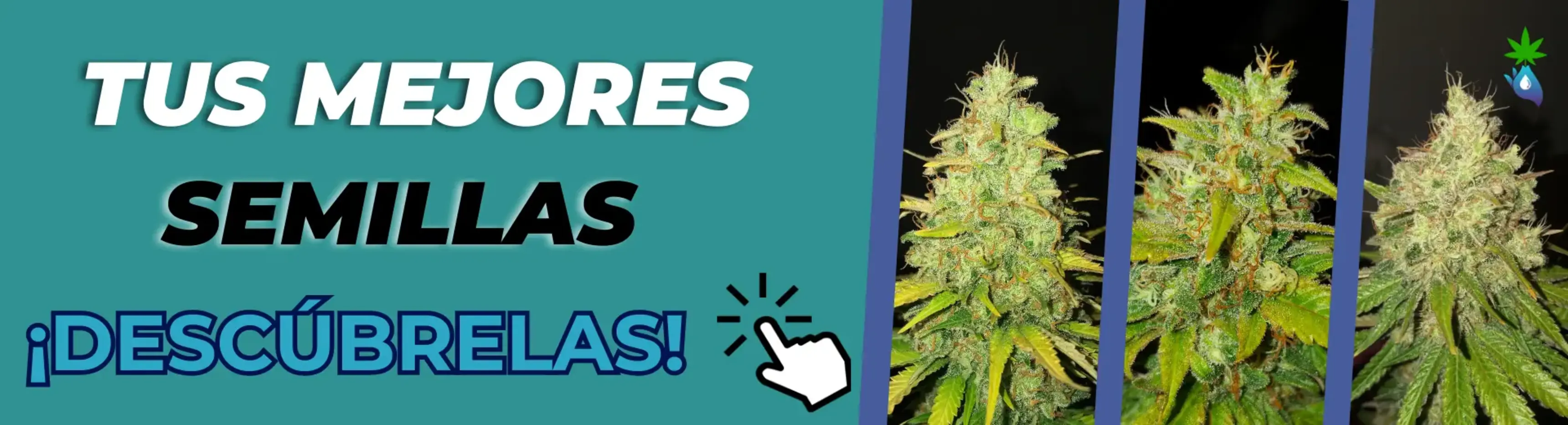 Descubrir las mejores semillas