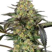 Grapevine Candy (Sensi Seeds) 3un.