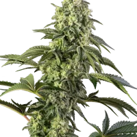 Cosmic Kiss (Sensi Seeds) 3un.