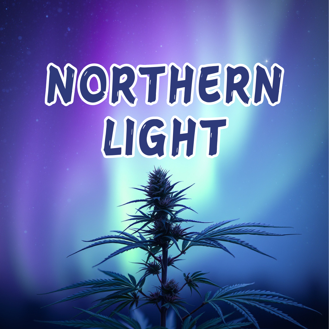 Liligrow - Northern Light (Lili Buds) - NORTHERN