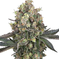 Sweet Berry Breeze (Sensi Seeds)