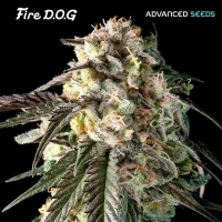 Fire Dog (Advanced Seeds) 3+1