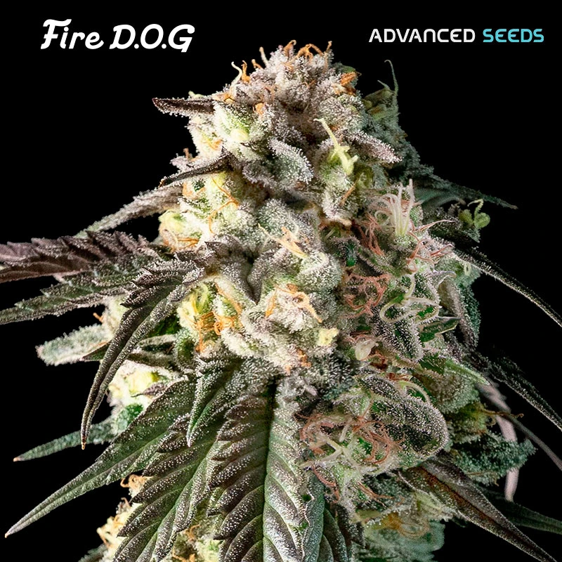 Fire-DOG-1-u-fem-Advanced-Seeds