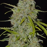 Auto Jack Herer 1un