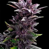 Auto Purple 1un