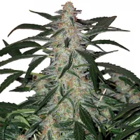 Deimos Auto 3+1 (Buddha Seeds)