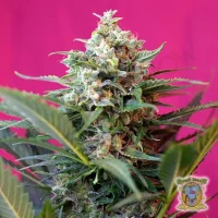 Big Devil XL Auto 3+1 Sweet Seeds