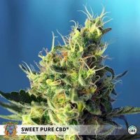 Sweet Pure CBD (sweet seeds) 3+1
