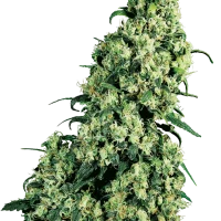 Skunk #1 (Sensi Seeds) 3un.