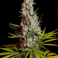 Sweet Cheese® 3+1 (Sweet Seeds)