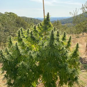 Qué son los fertilizantes y cómo elegirlos para el cultivo de cannabis