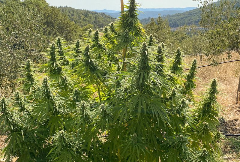 Liligrow - CBD Charlotte's Angel (Dutch Passion) 1 un. - cbd charlottedfs angel