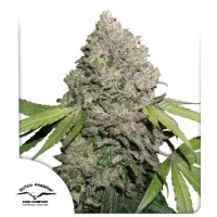 CBD Charlotte's Angel (Dutch Passion) 1 un.